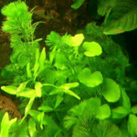 Pflanzen im Aquarium: Warum sind Aquariumpflanzen extrem wichtig?