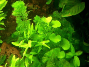 Aquariumpflanze