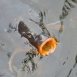 Karpfenangeln Grundlagen: So kannst du Karpfen mit leichtem Gerät angeln!