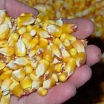 Karpfen Mais: So kannst du mit Mais auf Karpfen angeln