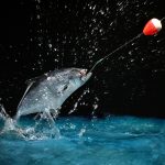 Nachtangeln: So kannst du erfolgreich in der Nacht angeln!