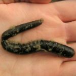 Wattwurm Köder: So als Meeresangler alles aus deinen Wattwürmern herausholen!