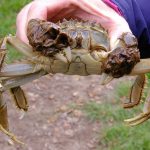 Angeln mit Krabben: Warum Wollhandkrabben ein Super-Köder sind!